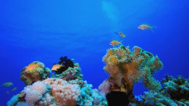 Tropik Renkli Balıklar Mavi Su. Tropik sualtı balığı. Su altı balık resifi denizcisi. Yumuşak ve sert mercanlar. Su altı balık bahçesi resifi. Mercan bahçesi deniz manzarası.