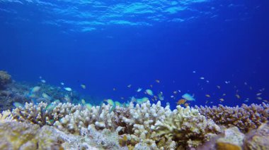 Tropik Renkli Balıklar Mavi Su. Tropik sualtı balığı. Su altı balık resifi denizcisi. Yumuşak ve sert mercanlar. Su altı balık bahçesi resifi. Mercan bahçesi deniz manzarası.