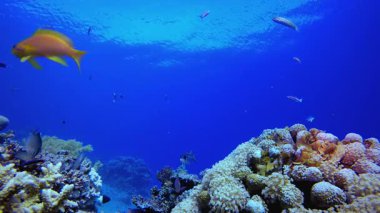Tropik Renkli Sualtı Ambiyansı. Su altı renkli deniz balığı. Tropik resif denizcisi. Mercanlar tropikal yaşam. Mercan bahçesi deniz manzarası. Mavi su arkaplanı.