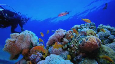 Tropikal Mercan Bahçesi ve dalgıç. Su altı renkli deniz balığı. Tropik resif denizcisi. Mercanlar tropikal yaşam. Mercan bahçesi deniz manzarası. Mavi su arkaplanı.