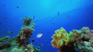 Tropikal Mercan Bahçe Hayatı. Su altı renkli deniz balığı. Tropik resif denizcisi. Mercanlar tropikal yaşam. Mercan bahçesi deniz manzarası. Mavi su arkaplanı.