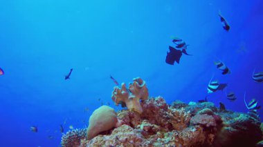 Tropikal Mercan Kayalıkları Deniz Burnu. Su altı renkli deniz balığı. Tropik resif denizcisi. Mercanlar tropikal yaşam. Mercan bahçesi deniz manzarası. Mavi su arkaplanı.