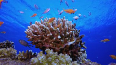 Tropikal Mercan Kayalıkları Deniz Burnu. Su altı renkli deniz balığı. Tropik resif denizcisi. Mercanlar tropikal yaşam. Mercan bahçesi deniz manzarası. Mavi su arkaplanı.
