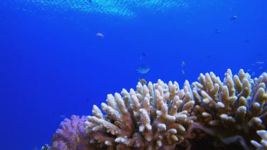 Tropik Mercan Suyun Altında. Su altı renkli deniz balığı. Tropik resif denizcisi. Mercanlar tropikal yaşam. Mercan bahçesi deniz manzarası. Mavi su arkaplanı.