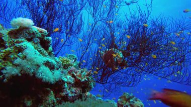 Tropik Mercan Sualtı Bahçe Hayatı. Su altı renkli deniz balığı. Tropik resif denizcisi. Mercanlar tropikal yaşam. Mercan bahçesi deniz manzarası. Mavi su arkaplanı.