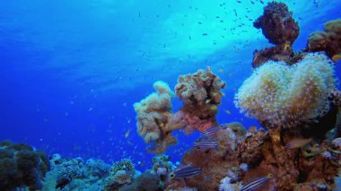 Tropikal mercanlar suyun altında. Su altı renkli deniz balığı. Tropik resif denizcisi. Mercanlar tropikal yaşam. Mercan bahçesi deniz manzarası. Mavi su arkaplanı.