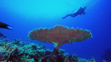 Tropik dalgıç Mavi Deniz. Su altı renkli deniz balığı. Tropik resif denizcisi. Mercanlar tropikal yaşam. Mercan bahçesi deniz manzarası. Mavi su arkaplanı.