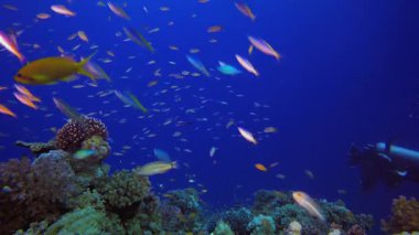 Tropik dalgıç balığı ve mercan resifi. Su altı renkli deniz balığı. Tropik resif denizcisi. Mercanlar tropikal yaşam. Mercan bahçesi deniz manzarası. Mavi su arkaplanı.
