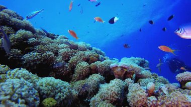 Tropik dalgıç Balık Mercan Resifi. Su altı renkli deniz balığı. Tropik resif denizcisi. Mercanlar tropikal yaşam. Mercan bahçesi deniz manzarası. Mavi su arkaplanı.