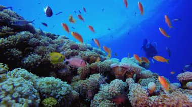 Tropik Dalgıç Denizi Suyun Altında. Su altı renkli deniz balığı. Tropik resif denizcisi. Mercanlar tropikal yaşam. Mercan bahçesi deniz manzarası. Mavi su arkaplanı.