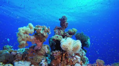Tropik Balık ve Mercan Resifleri. Su altı renkli deniz balığı. Tropik resif denizcisi. Mercanlar tropikal yaşam. Mercan bahçesi deniz manzarası. Mavi su arkaplanı.