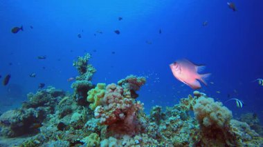 Tropik Balık ve Mercan Resifi. Su altı renkli deniz balığı. Tropik resif denizcisi. Mercanlar tropikal yaşam. Mercan bahçesi deniz manzarası. Mavi su arkaplanı.