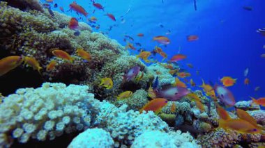 Tropik Balık ve Mercan Resifi. Su altı renkli deniz balığı. Tropik resif denizcisi. Mercanlar tropikal yaşam. Mercan bahçesi deniz manzarası. Mavi su arkaplanı.