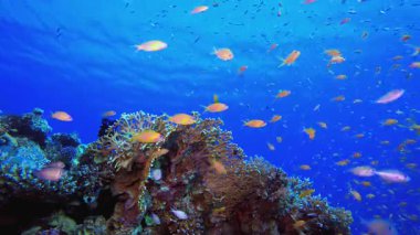 Tropik Balık ve Mercan Resifi. Su altı renkli deniz balığı. Tropik resif denizcisi. Mercanlar tropikal yaşam. Mercan bahçesi deniz manzarası. Mavi su arkaplanı.