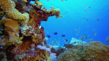 Tropik Balık Mercan Resifi. Su altı renkli deniz balığı. Tropik resif denizcisi. Mercanlar tropikal yaşam. Mercan bahçesi deniz manzarası. Mavi su arkaplanı.