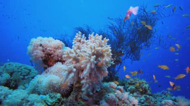 Tropik Su altı Balık Resifi. Su altı renkli deniz balığı. Tropik resif denizcisi. Mercanlar tropikal yaşam. Mercan bahçesi deniz manzarası. Mavi su arkaplanı.