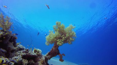 Tropik Su altı Balık Resifi. Su altı renkli deniz balığı. Tropik resif denizcisi. Mercanlar tropikal yaşam. Mercan bahçesi deniz manzarası. Mavi su arkaplanı.