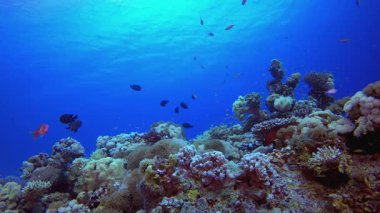 Tropik resif sualtında. Su altı renkli deniz balığı. Tropik resif denizcisi. Mercanlar tropikal yaşam. Mercan bahçesi deniz manzarası. Mavi su arkaplanı.