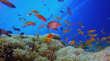 Tropikal Deniz Sualtı Renkli Balıkları. Su altı renkli deniz balığı. Tropik resif denizcisi. Mercanlar tropikal yaşam. Mercan bahçesi deniz manzarası. Mavi su arkaplanı.