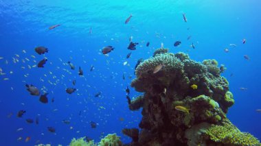 Tropikal Su altı Balığı. Su altı renkli deniz balığı. Tropik resif denizcisi. Mercanlar tropikal yaşam. Mercan bahçesi deniz manzarası. Mavi su arkaplanı.