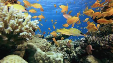 Tropikal Su altı Balıkları. Su altı renkli deniz balığı. Tropik resif denizcisi. Mercanlar tropikal yaşam. Mercan bahçesi deniz manzarası. Mavi su arkaplanı.
