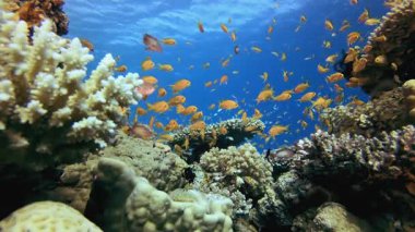 Tropikal Su altı Balıkları. Su altı renkli deniz balığı. Tropik resif denizcisi. Mercanlar tropikal yaşam. Mercan bahçesi deniz manzarası. Mavi su arkaplanı.