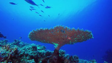 Tropik Ağaç Mercanları. Su altı renkli deniz balığı. Tropik resif denizcisi. Mercanlar tropikal yaşam. Mercan bahçesi deniz manzarası. Mavi su arkaplanı.