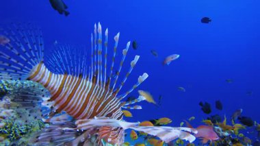 Tropik Su altı Renkli Resifi. Su altı renkli deniz balığı. Tropik resif denizcisi. Mercanlar tropikal yaşam. Mercan bahçesi deniz manzarası. Mavi su arkaplanı.