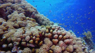 Tropik Su altı Renkli Resifi. Su altı renkli deniz balığı. Tropik resif denizcisi. Mercanlar tropikal yaşam. Mercan bahçesi deniz manzarası. Mavi su arkaplanı.