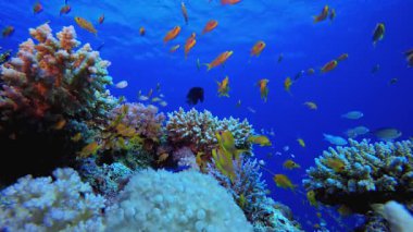 Tropik Su altı Renkli Resifi. Su altı renkli deniz balığı. Tropik resif denizcisi. Mercanlar tropikal yaşam. Mercan bahçesi deniz manzarası. Mavi su arkaplanı.
