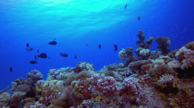 Tropik Su altı Renkli Resifi. Su altı renkli deniz balığı. Tropik resif denizcisi. Mercanlar tropikal yaşam. Mercan bahçesi deniz manzarası. Mavi su arkaplanı.