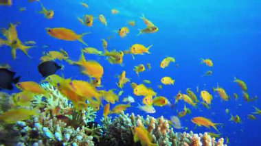 Tropik sualtı portakal balığı resifi. Su altı renkli deniz balığı. Tropik resif denizcisi. Mercanlar tropikal yaşam. Mercan bahçesi deniz manzarası. Mavi su arkaplanı.