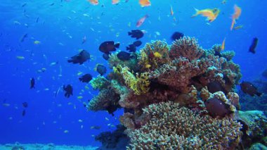 Tropik sualtı portakal balığı resifi. Su altı renkli deniz balığı. Tropik resif denizcisi. Mercanlar tropikal yaşam. Mercan bahçesi deniz manzarası. Mavi su arkaplanı.