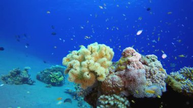 Tropik Su altı Resifi. Su altı renkli deniz balığı. Tropik resif denizcisi. Mercanlar tropikal yaşam. Mercan bahçesi deniz manzarası. Mavi su arkaplanı.