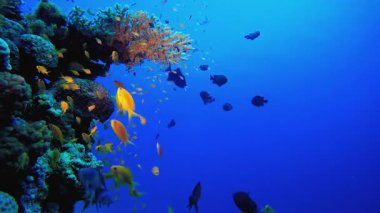 Tropik Su altı Resifi. Su altı renkli deniz balığı. Tropik resif denizcisi. Mercanlar tropikal yaşam. Mercan bahçesi deniz manzarası. Mavi su arkaplanı.