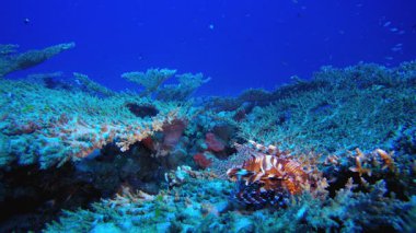 Tropik sualtı resif aslan balığı. Su altı renkli deniz balığı. Tropik resif denizcisi. Mercanlar tropikal yaşam. Mercan bahçesi deniz manzarası. Mavi su arkaplanı.