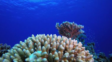 Tropik sualtı resif balığı. Su altı renkli deniz balığı. Tropik resif denizcisi. Mercanlar tropikal yaşam. Mercan bahçesi deniz manzarası. Mavi su arkaplanı.