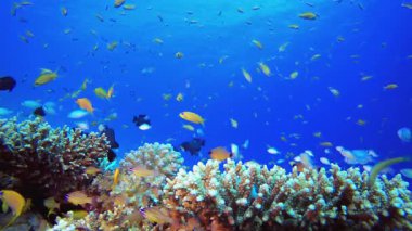 Tropik sualtı resif balığı. Su altı renkli deniz balığı. Tropik resif denizcisi. Mercanlar tropikal yaşam. Mercan bahçesi deniz manzarası. Mavi su arkaplanı.