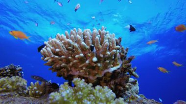 Tropik Sualtı Balıkları. Su altı renkli deniz balığı. Tropik resif denizcisi. Mercanlar tropikal yaşam. Mercan bahçesi deniz manzarası. Mavi su arkaplanı.