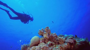 Su altı Ambience. Su altı renkli deniz balığı. Tropik resif denizcisi. Mercanlar tropikal yaşam. Mercan bahçesi deniz manzarası. Mavi su arkaplanı.