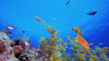Sualtı geçmişi, Fish. Su altı renkli deniz balığı. Tropik resif denizcisi. Mercanlar tropikal yaşam. Mercan bahçesi deniz manzarası. Mavi su arkaplanı.