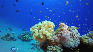 Su altında Güzel Yumuşak Mercan. Su altı renkli deniz balığı. Tropik resif denizcisi. Mercanlar tropikal yaşam. Mercan bahçesi deniz manzarası. Mavi su arkaplanı.