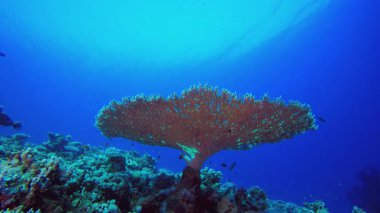 Su altı Mavi Deniz Ağacı Mercanları. Su altı renkli deniz balığı. Tropik resif denizcisi. Mercanlar tropikal yaşam. Mercan bahçesi deniz manzarası. Mavi su arkaplanı.