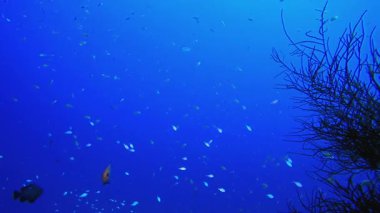 Su altı Mavi Deniz Balığı. Su altı renkli deniz balığı. Tropik resif denizcisi. Mercanlar tropikal yaşam. Mercan bahçesi deniz manzarası. Mavi su arkaplanı.
