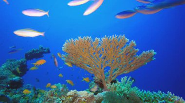Sualtı Mavi Su Tropik Resifi. Su altı renkli deniz balığı. Tropik resif denizcisi. Mercanlar tropikal yaşam. Mercan bahçesi deniz manzarası. Mavi su arkaplanı.