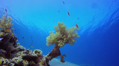 Sualtı Mavi Su Tropik Resifi. Mercan bahçesi deniz manzarası. Mavi su arka planı. Mavi turkuaz deniz suyu dalgaları. Renkli tropikal mercan resifleri.
