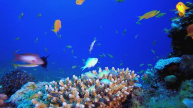 Sualtı Renkli Hayatı. Mercan bahçesi deniz manzarası. Mavi su arka planı. Mavi turkuaz deniz suyu dalgaları. Renkli tropikal mercan resifleri.