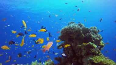 Sualtı Renkli Hayatı. Mercan bahçesi deniz manzarası. Mavi su arka planı. Mavi turkuaz deniz suyu dalgaları. Renkli tropikal mercan resifleri.