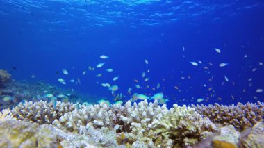 Sualtı Renkli Turuncu Mavi Balık. Mercan bahçesi deniz manzarası. Mavi su arka planı. Mavi turkuaz deniz suyu dalgaları. Renkli tropikal mercan resifleri.