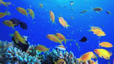 Su altı Renkli Resifi. Mercan bahçesi deniz manzarası. Mavi su arka planı. Mavi turkuaz deniz suyu dalgaları. Renkli tropikal mercan resifleri.